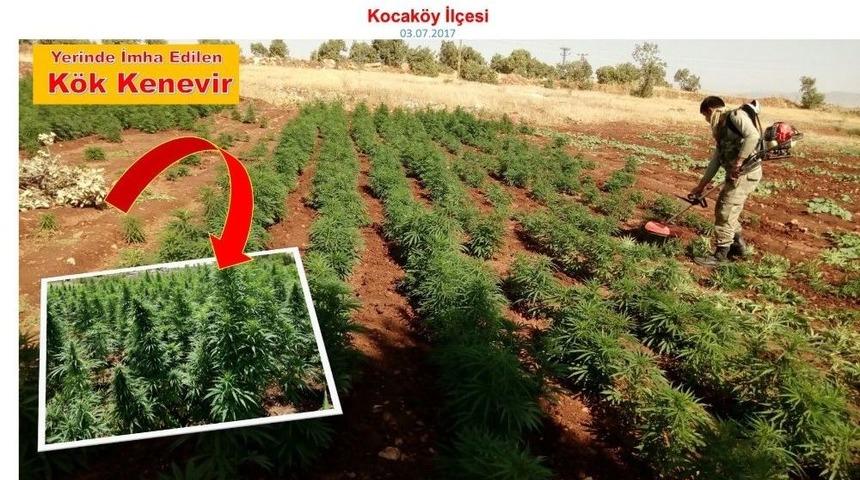 Diyarbakır&rsquo;da 465 Bin K&ouml;k Hint Keneviri Ele Ge&ccedil;irildi