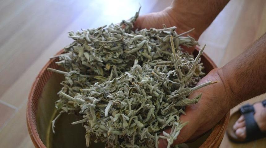 Bunaltıcı Sıcaklarda Terlemeye Karşı Adaçayına Rağbet Arttı