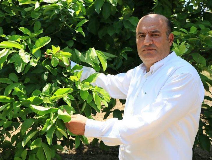 (özel Haber) Sıcak Hava Ve Poyraz Narenciyeyi Dalından Kopardı G1