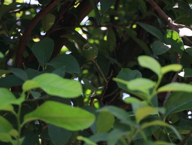 (özel Haber) Sıcak Hava Ve Poyraz Narenciyeyi Dalından Kopardı G2