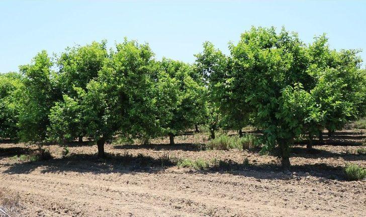 (özel Haber) Sıcak Hava Ve Poyraz Narenciyeyi Dalından Kopardı G3