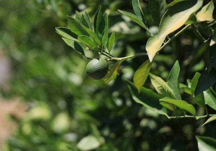 (özel Haber) Sıcak Hava Ve Poyraz Narenciyeyi Dalından Kopardı G4