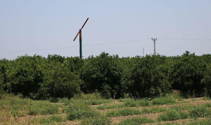 (özel Haber) Sıcak Hava Ve Poyraz Narenciyeyi Dalından Kopardı G5