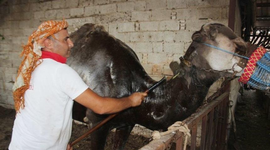 &Ccedil;&ouml;l Sıcaklarına Karşı Deveciler Seferberlik İlan Etti