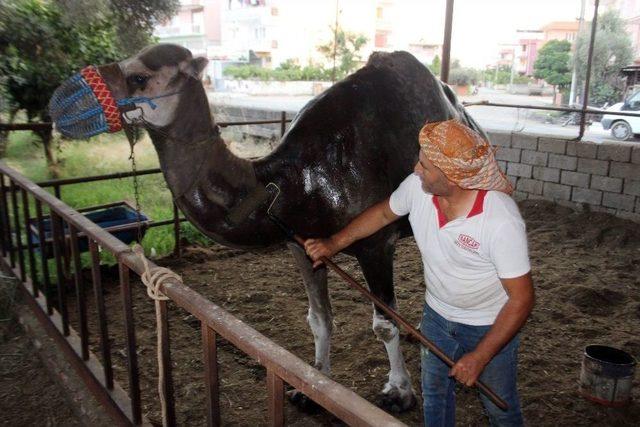 Çöl Sıcaklarına Karşı Deveciler Seferberlik İlan Etti