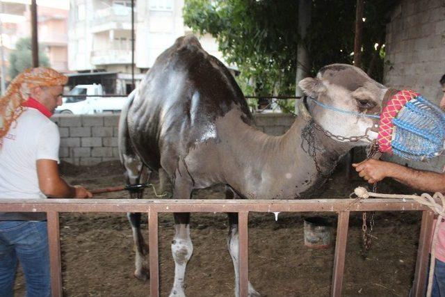 Çöl Sıcaklarına Karşı Deveciler Seferberlik İlan Etti