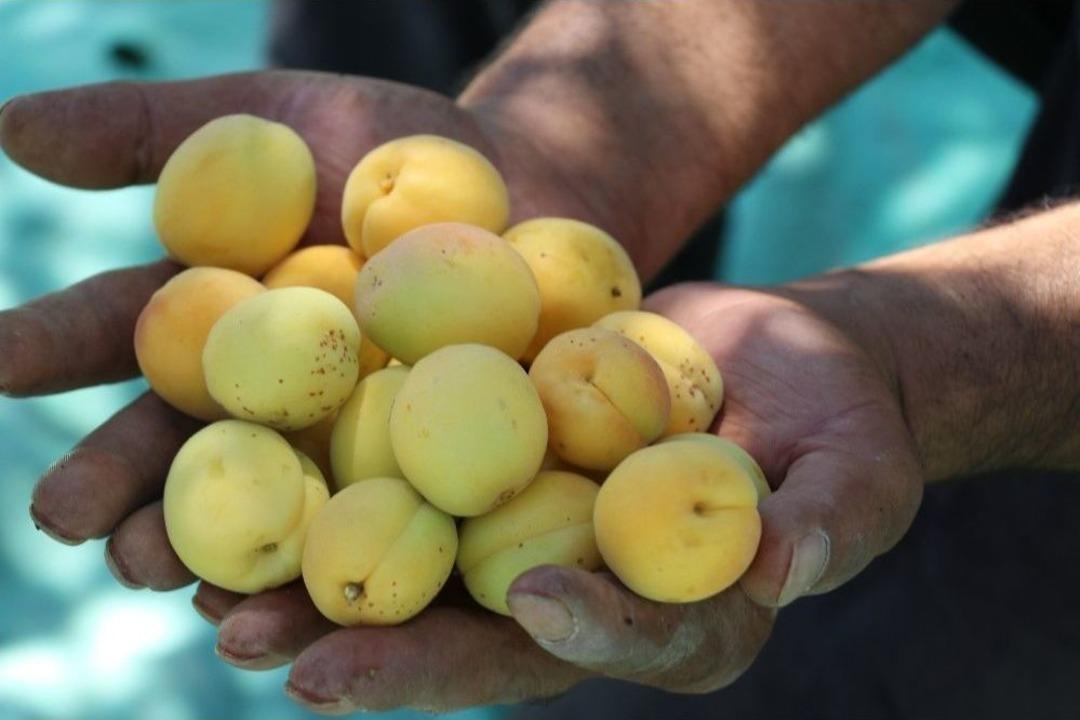 (&ouml;zel Haber) Kayısıda Hasat Zamanı