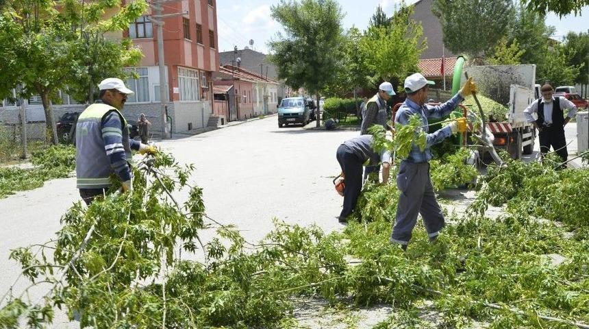 Tepebaşı’nda Dal Budama Çalışmaları Sürüyor