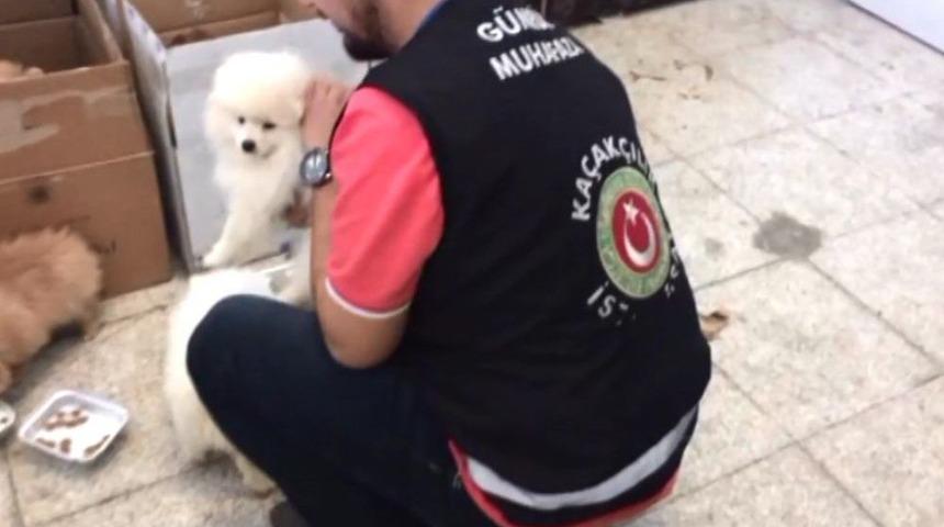 Sarp Sınır Kapısı&rsquo;nda S&uuml;s K&ouml;peği Operasyonu