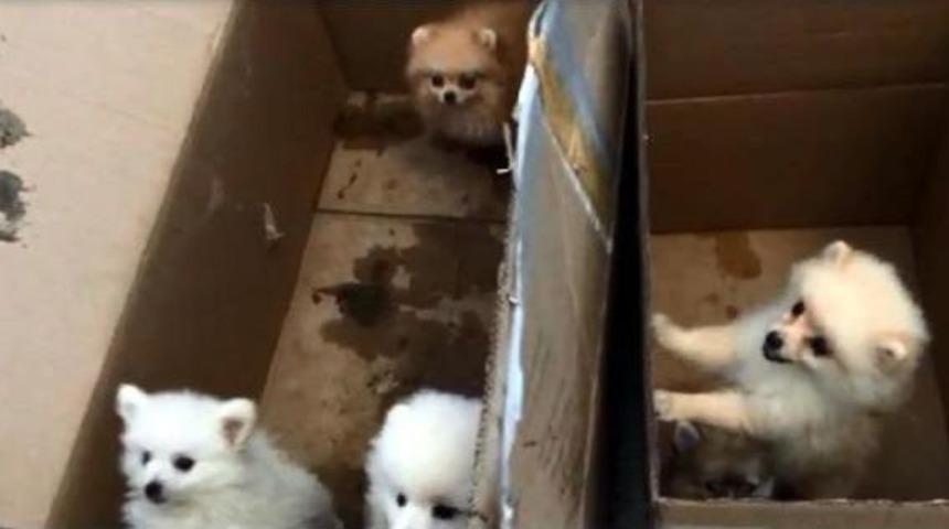 Sarp Kapısı'nda Otob&uuml;ste 15 Yavru K&ouml;pek Ele Ge&ccedil;ti