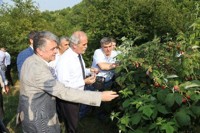 Ahudu Destekleme Alımı Başladı