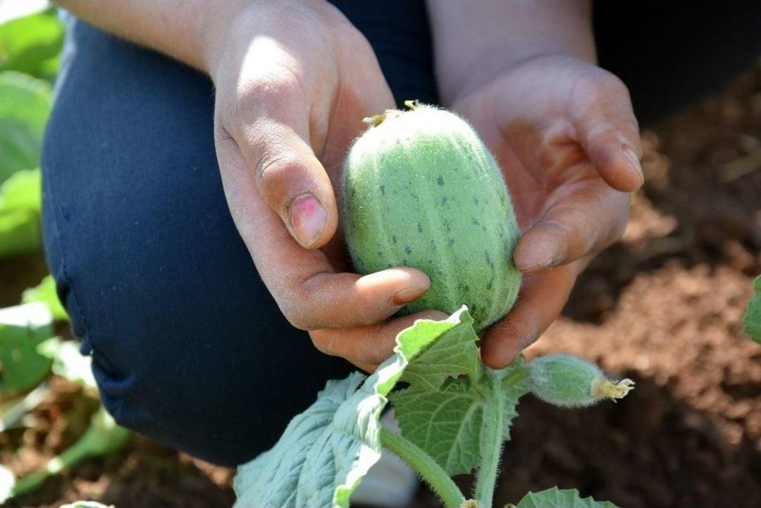 (&ouml;zel Haber) Şanlıurfa&rsquo;da Şelengo Sezonu A&ccedil;ıldı