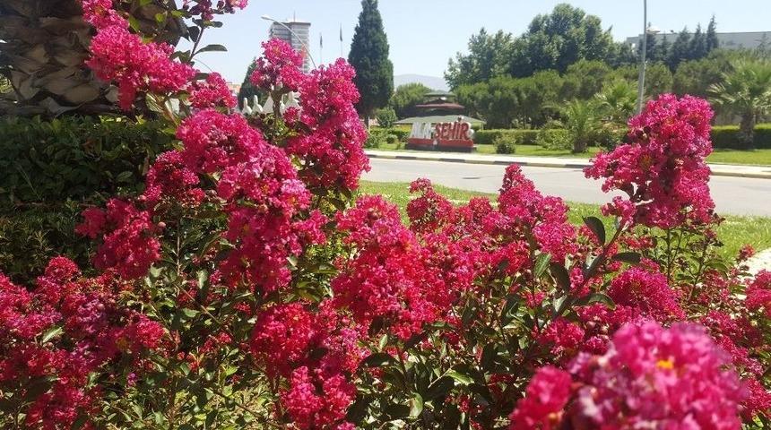 Yaz &Ccedil;i&ccedil;ekleri Alaşehir&rsquo;i Renklendiriyor