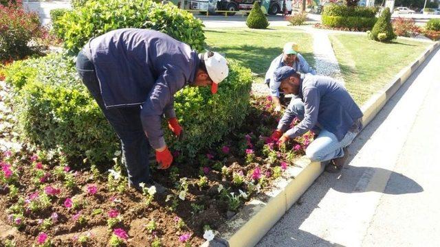 Yaz Çiçekleri Alaşehir’i Renklendiriyor 1