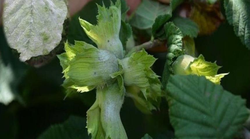 Sıcaklar Ve Nem, Fındıkta K&uuml;llemeyi Arttırdı