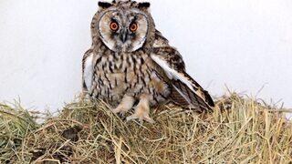 Bitkin Düşen Baykuş, Koruma Altına Alındı