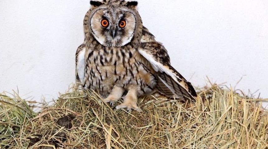 Bitkin Düşen Baykuş, Koruma Altına Alındı