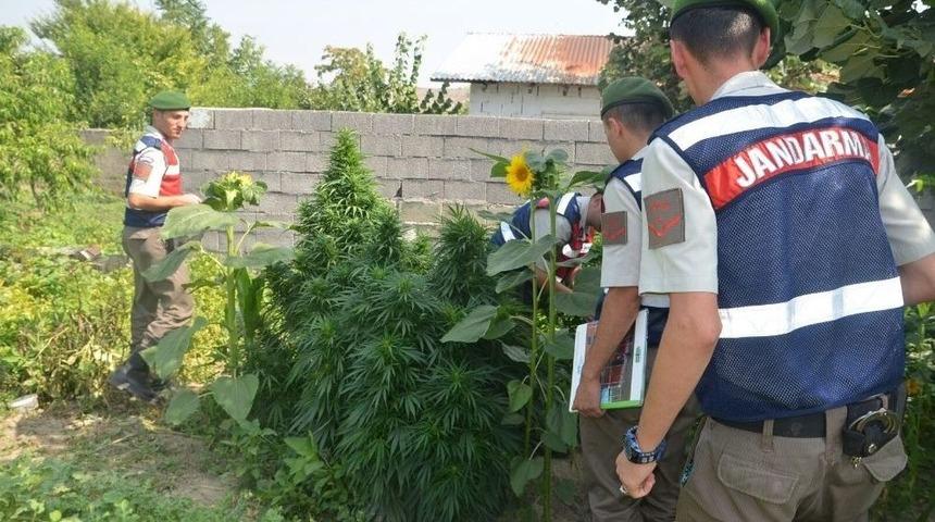 Bursa&rsquo;da Kenevir Operasyonu