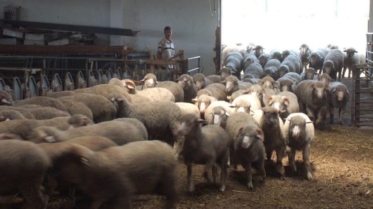 (&ouml;zel Haber) Strese Girmesinler Diye Y&uuml;nleri Kırkıldı