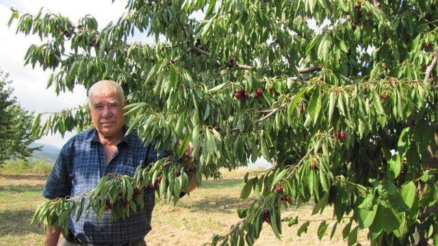 Napolyon Kirazı Kazandırıyor