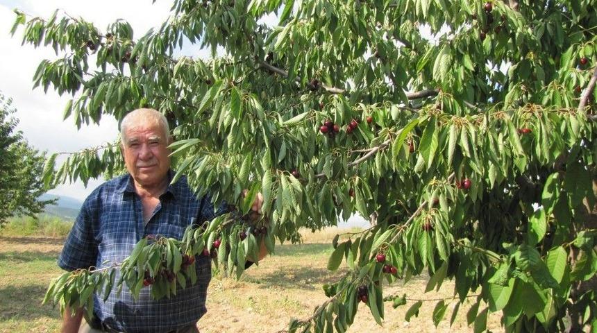 Napolyon Kirazı Kazandırıyor