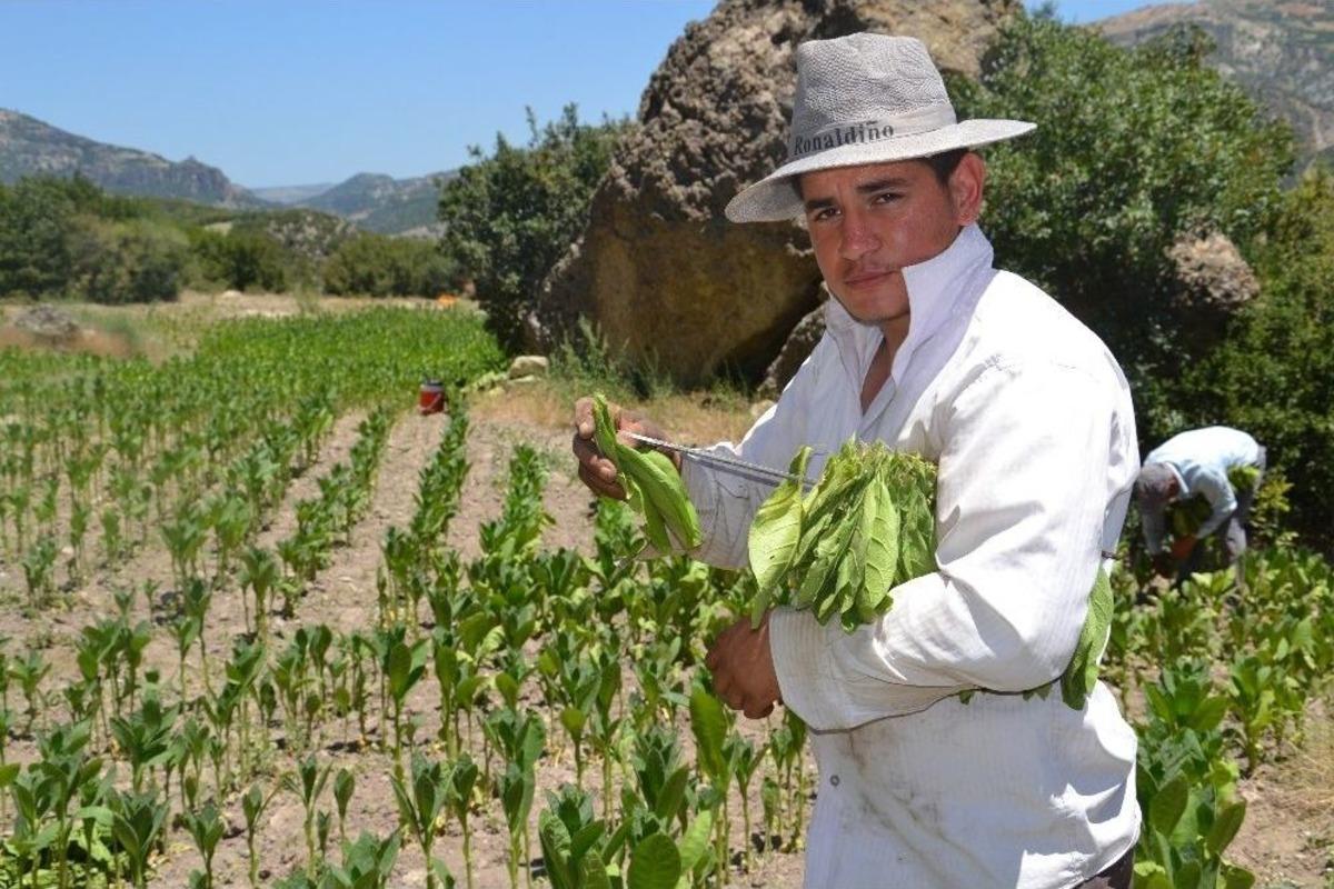 50 Derece Sıcağın Altında T&uuml;t&uuml;n Hasadı