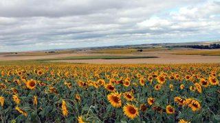 Edirne'de Ayçiçek Ve Buğday Tarlalarını Dolu Vurdu