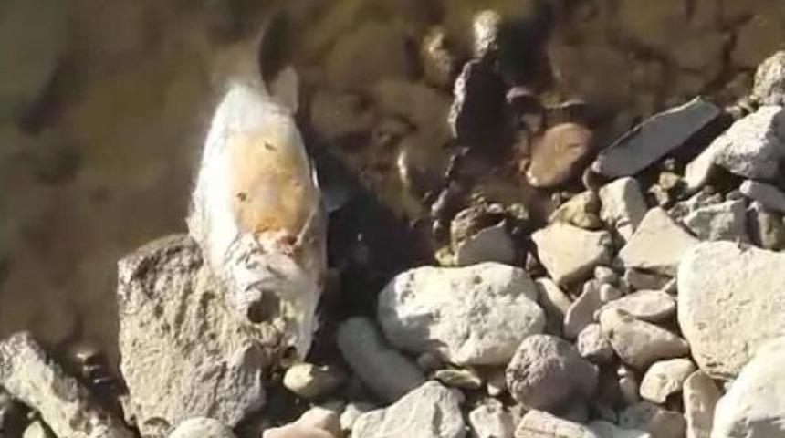 Baraj G&ouml;l&uuml;ndeki Balık &Ouml;l&uuml;mleri Korkuttu