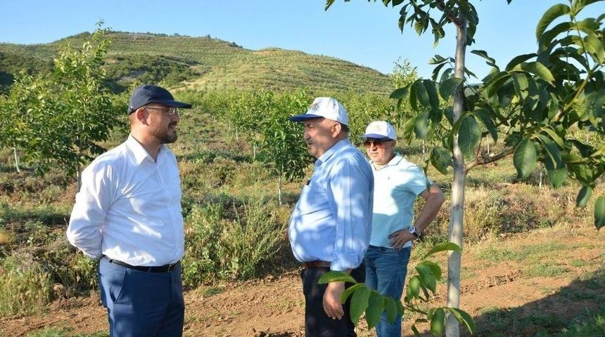 Niksar&rsquo;da Ceviz Bah&ccedil;eleri İncelendi