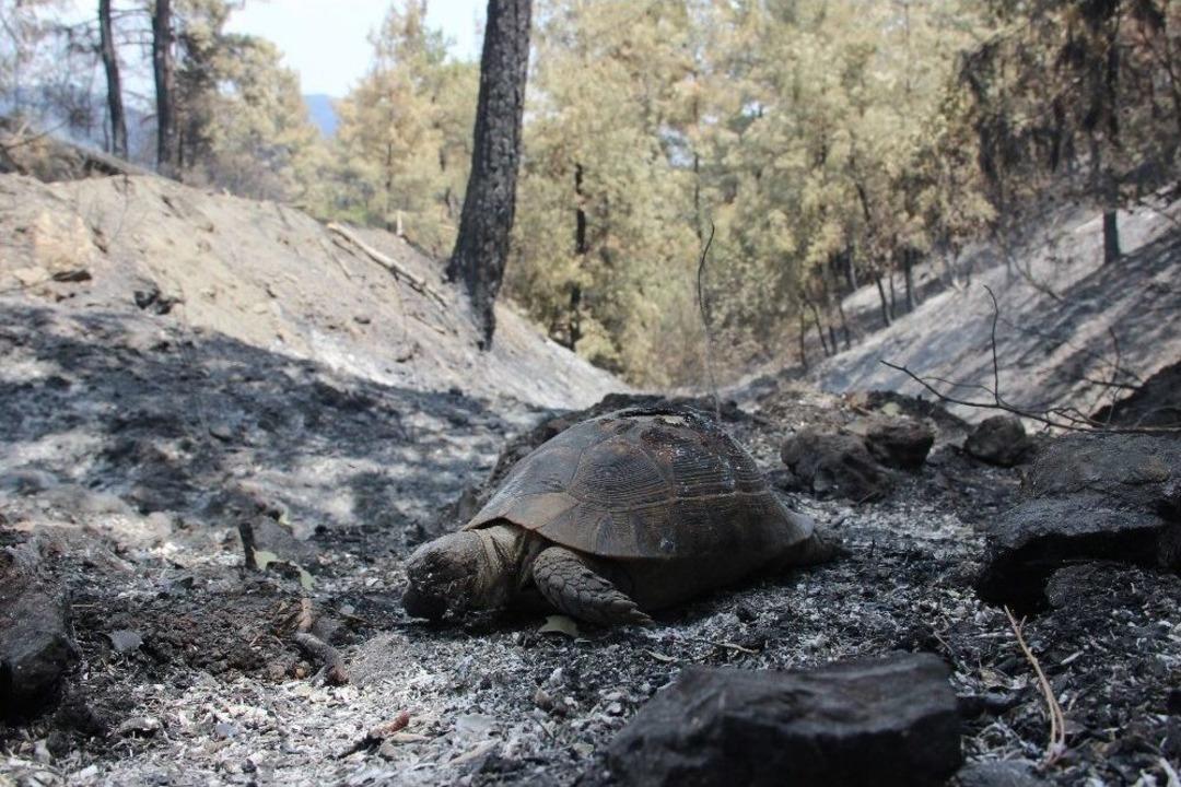 Yangın 4. G&uuml;nde S&ouml;nd&uuml;, Ekipler Teyakkuzda