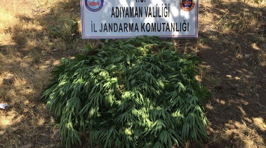 Jandarma Kenevir Bitkisi Ele Geçirdi