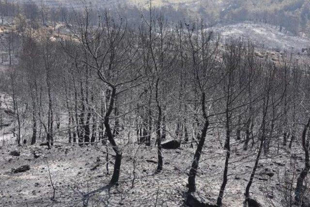 İzmir Menderes'teki Orman Yangınında Bekleyiş Sürüyor