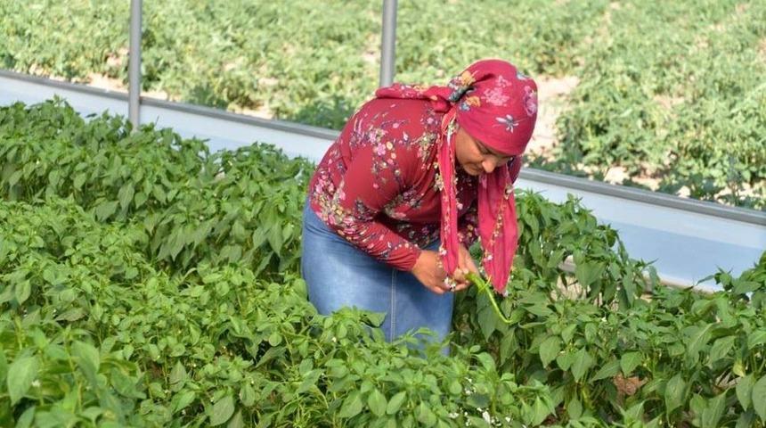 Gen&ccedil; &Ccedil;ift&ccedil;i Projesinde İlk Mahsul Y&uuml;zleri G&uuml;ld&uuml;rd&uuml;