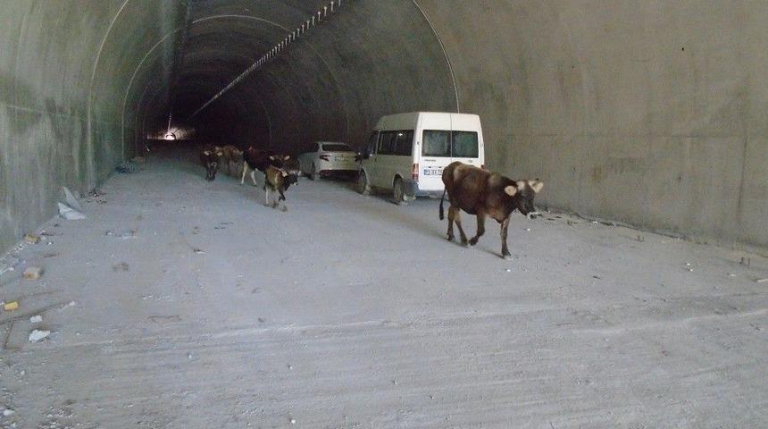 Ovit&rsquo;teki &Ccedil;ığ T&uuml;neli&rsquo;ni İlk Onlar Kullandı
