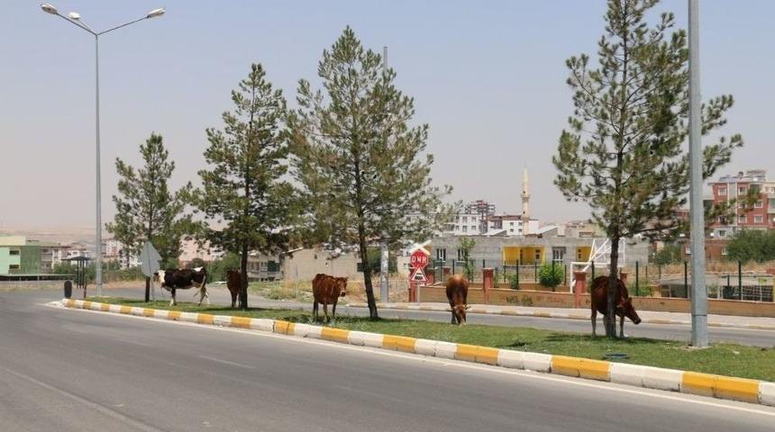 Batman&rsquo;da Başıboş Hayvanlar Toplatılacak