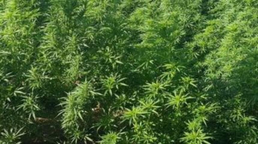 Tarladaki &Uuml;r&uuml;nlerinin Arasına Kenevir Ekti