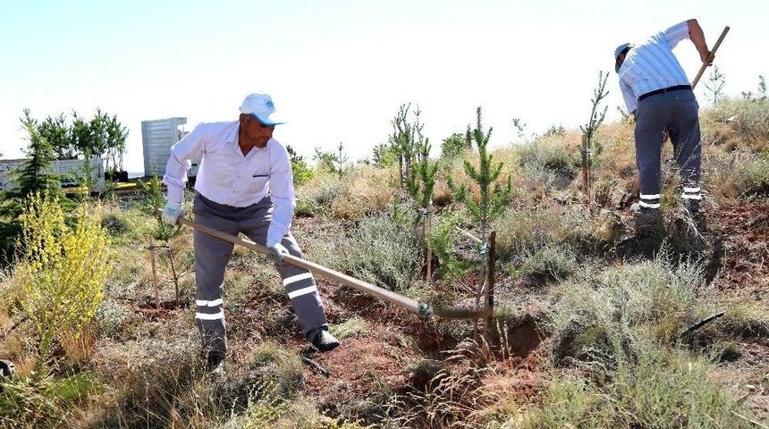 Kılı&ccedil;aslan Tepesi&rsquo;ne 7 Bin 500 Kara&ccedil;am