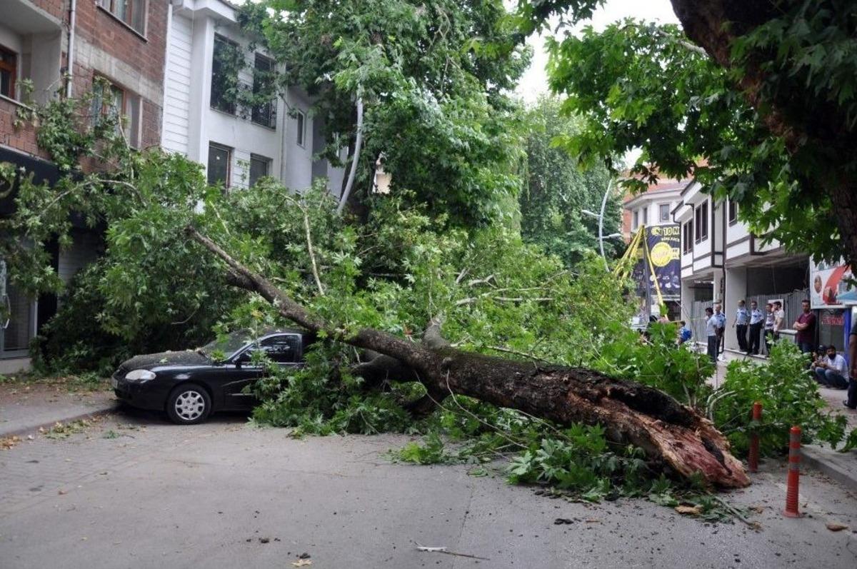 Asırlık &Ccedil;ınar B&ouml;yle Devrildi