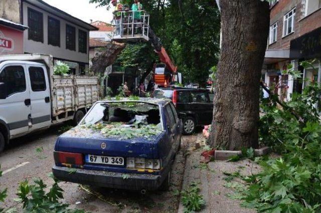 Tarihi Çınar Devrildi, 4 Araç Hurdaya Döndü