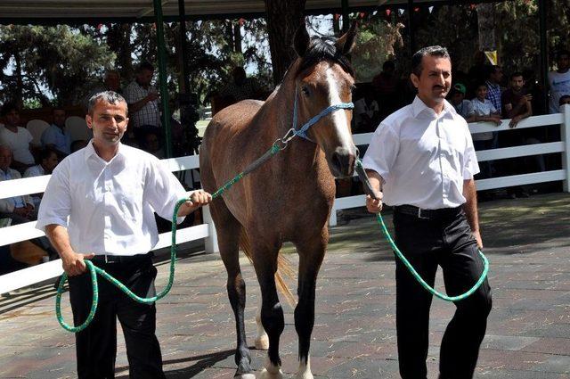 Lüks Daire Fiyatına Taylar Kapışıldı