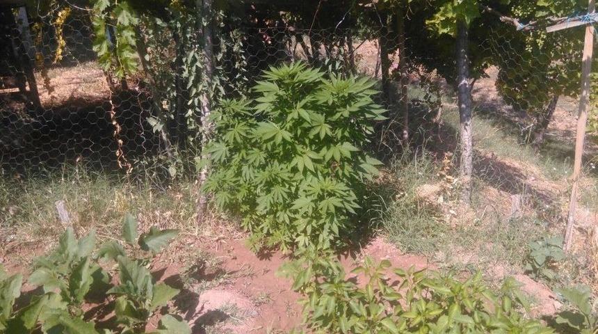 &Uuml;z&uuml;m Bağının Altında Hint Keneviri Ele Ge&ccedil;irildi