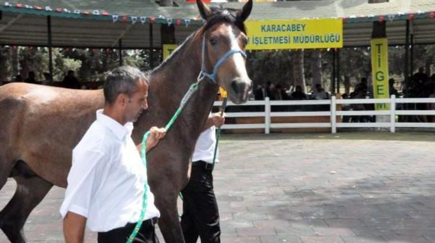 &lsquo;Behi&ccedil;efe&rsquo; Adlı Arap Tayı, Daire Fiyatına Satıldı