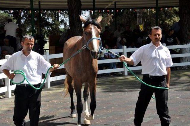 ‘Behiçefe’ Adlı Arap Tayı, Daire Fiyatına Satıldı