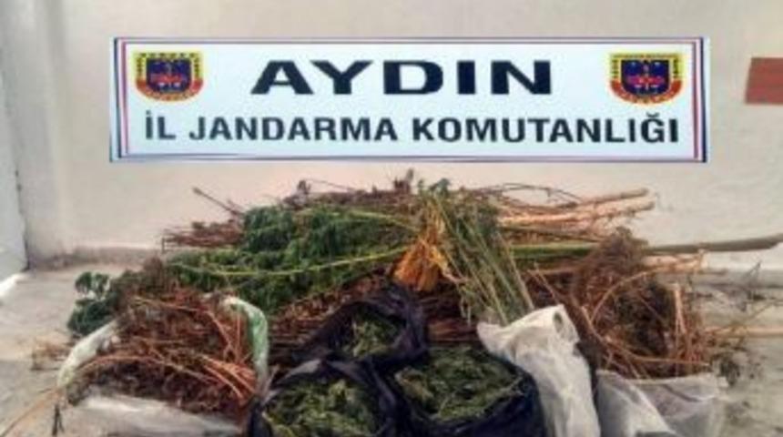 Karacasu’da Yasa Dışı Ekim Operasyonu