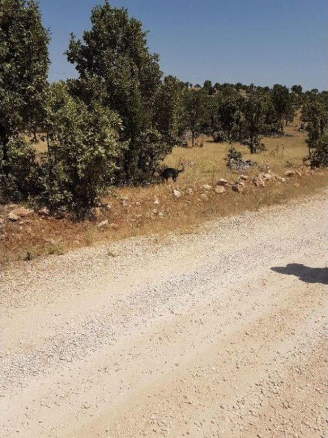 Mardin de Pkk nın Anti-Tank Roket M&uuml;himmatları Ele Ge&ccedil;irildi 2