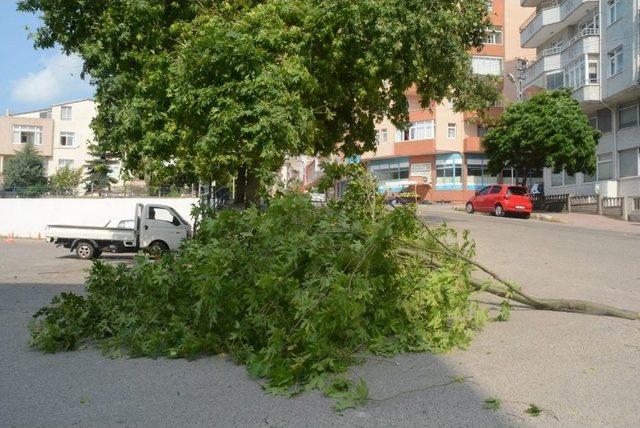 Sinop’ta Şiddetli Rüzgar Hasara Neden Oldu