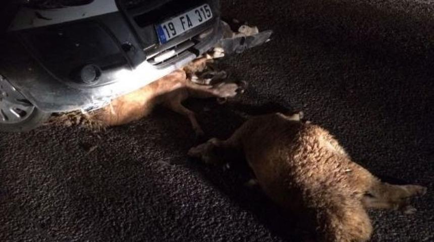 &Ccedil;orum&rsquo;Da Trafik Kazasında 3 Kişi Yaralandı, 21 Koyun Telef Oldu