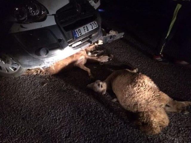 &Ccedil;orum&rsquo;Da Trafik Kazasında 3 Kişi Yaralandı, 21 Koyun Telef Oldu 1