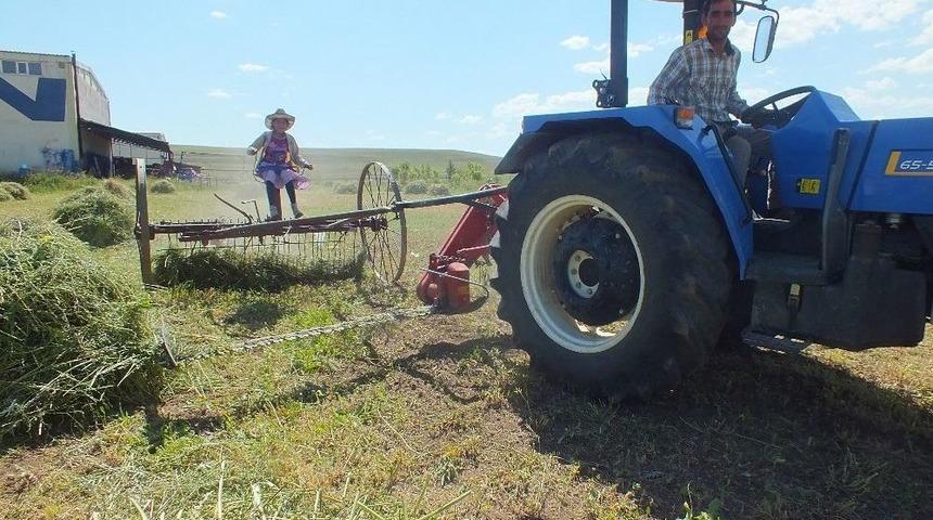 Yaşıtları Tatilde Kendisi Ot Toplamakta