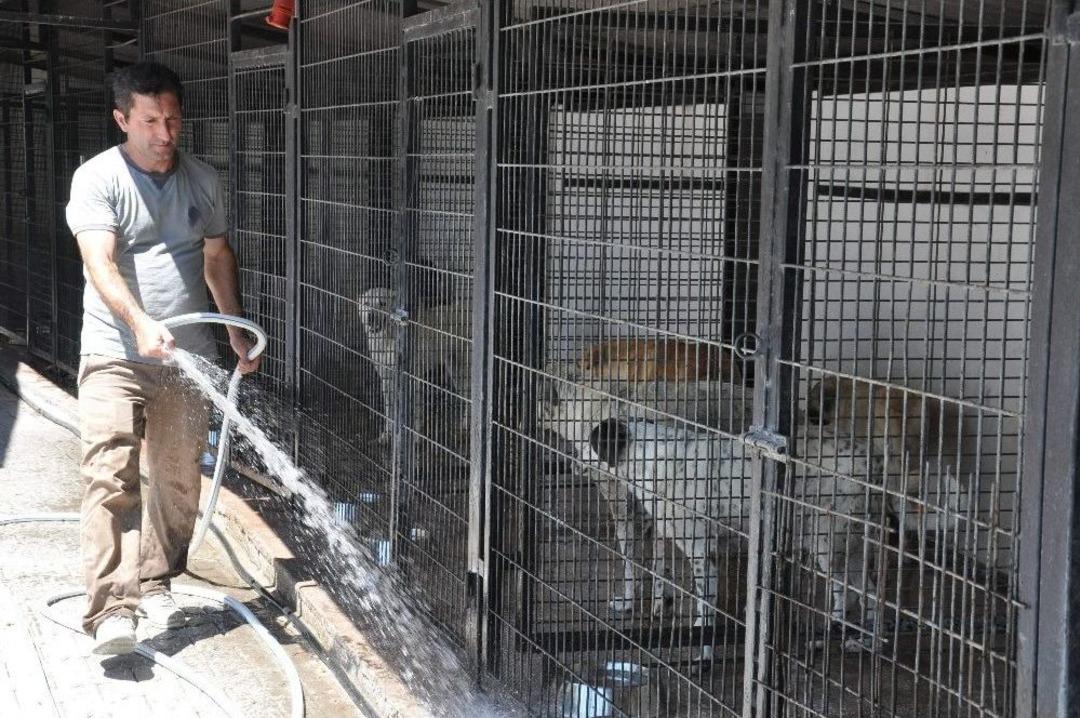 (&ouml;zel Haber) Barınaktaki Hayvanlara Hortumlu Serinletme
